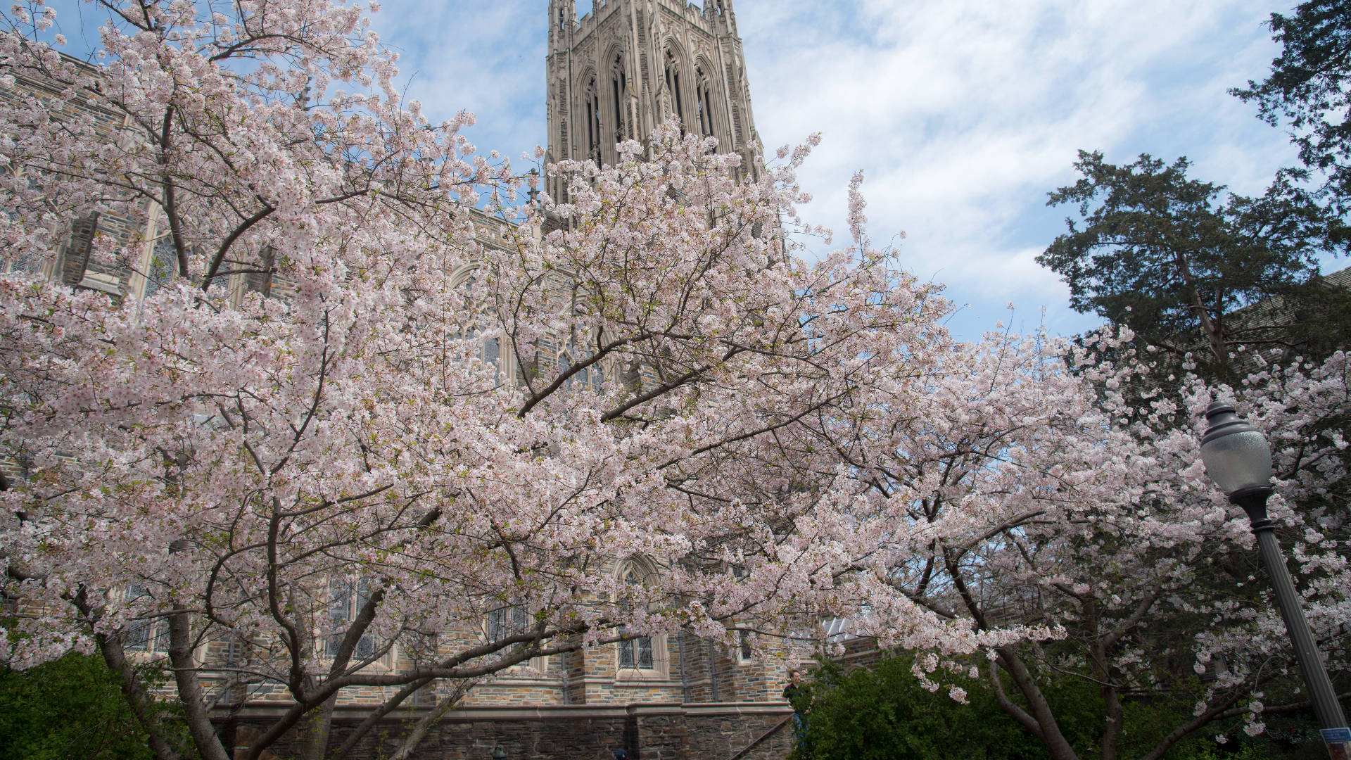 Duke University Wallpaper