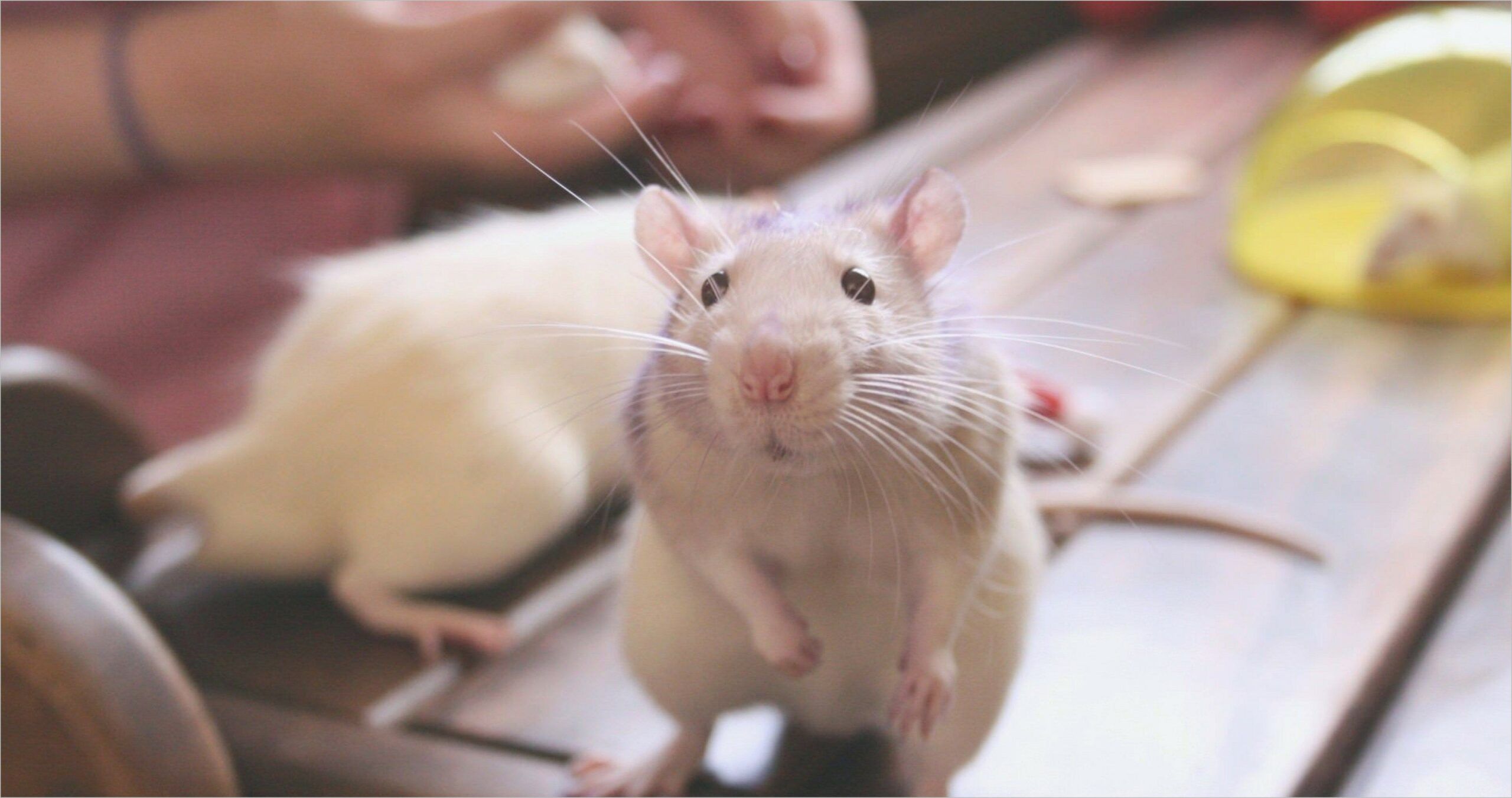 Pet Rats 4k Wallpaper In Cute Funny
