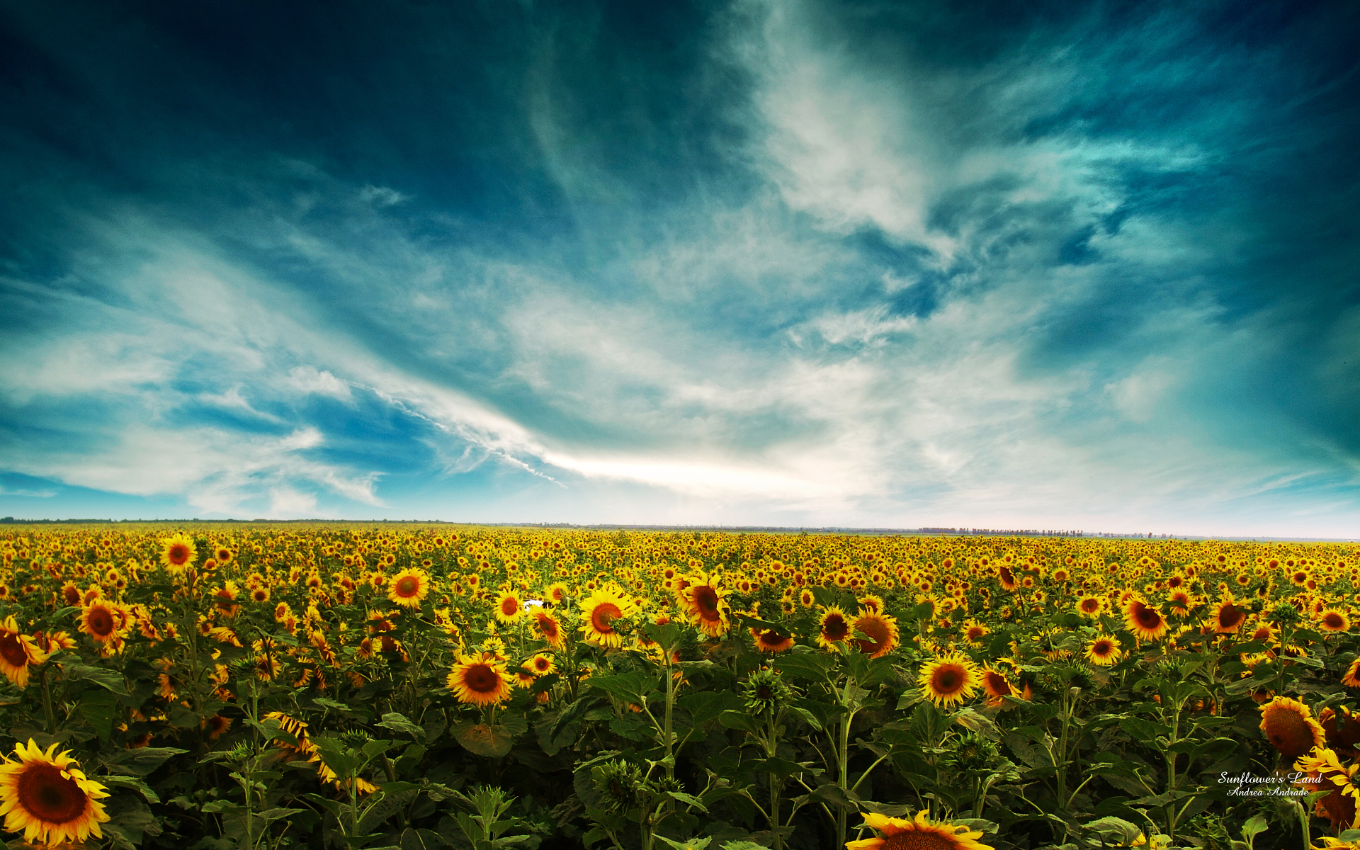 Wallpaper Sunflowers Land Scenic Op O