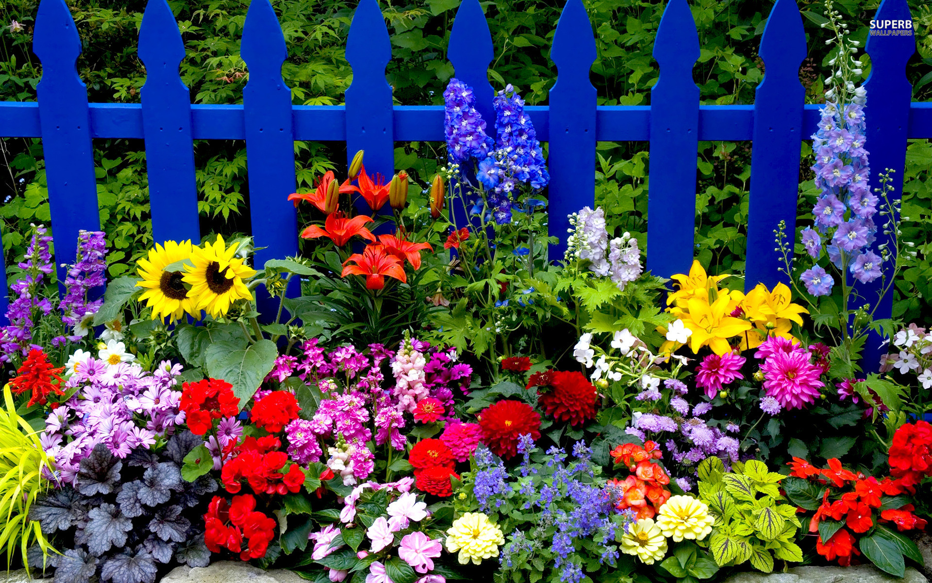Free download Summer Flowers wallpaper 1920x1200 71955 WallpaperUP