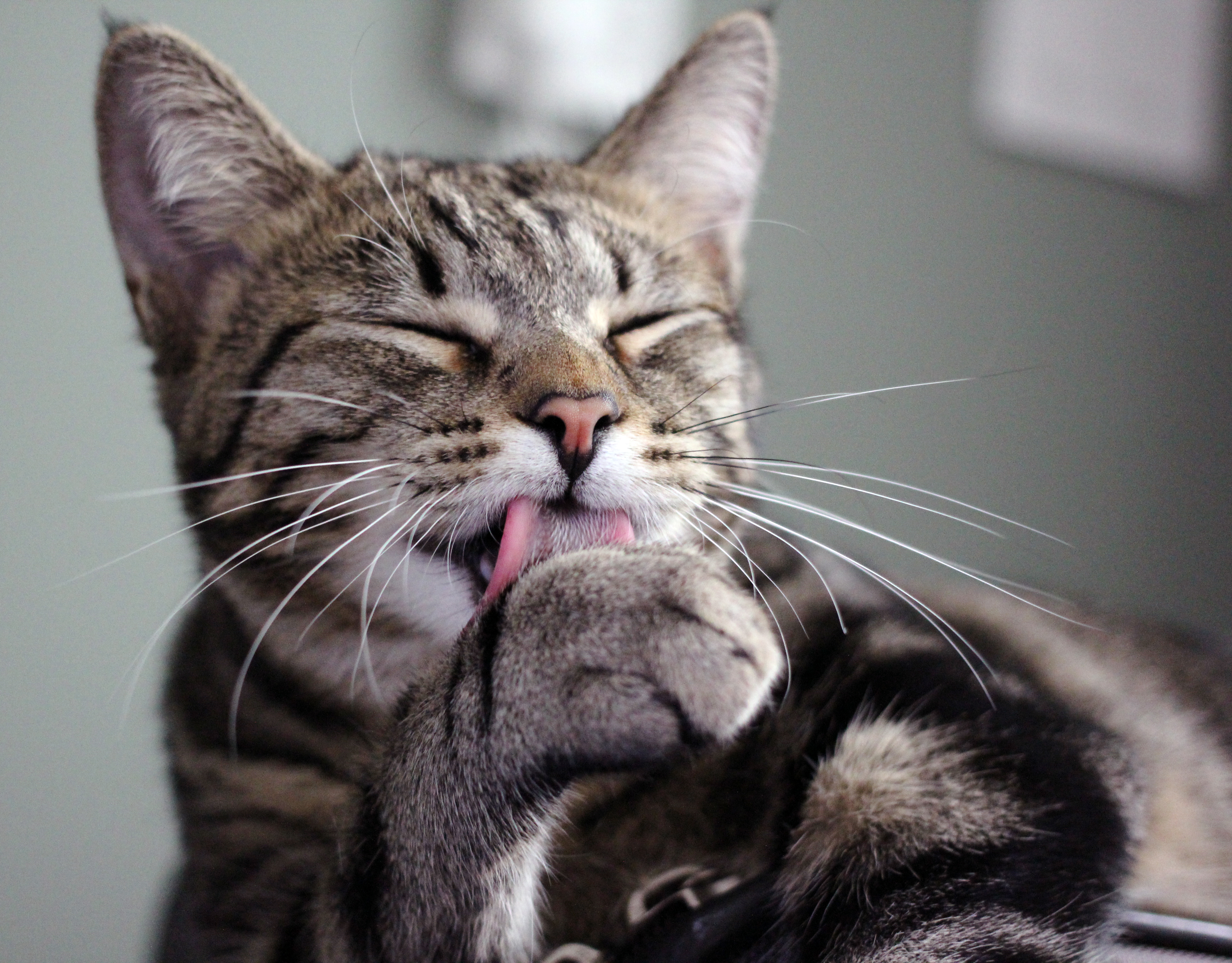 Cat Licking Paw HD Wallpaper Animals