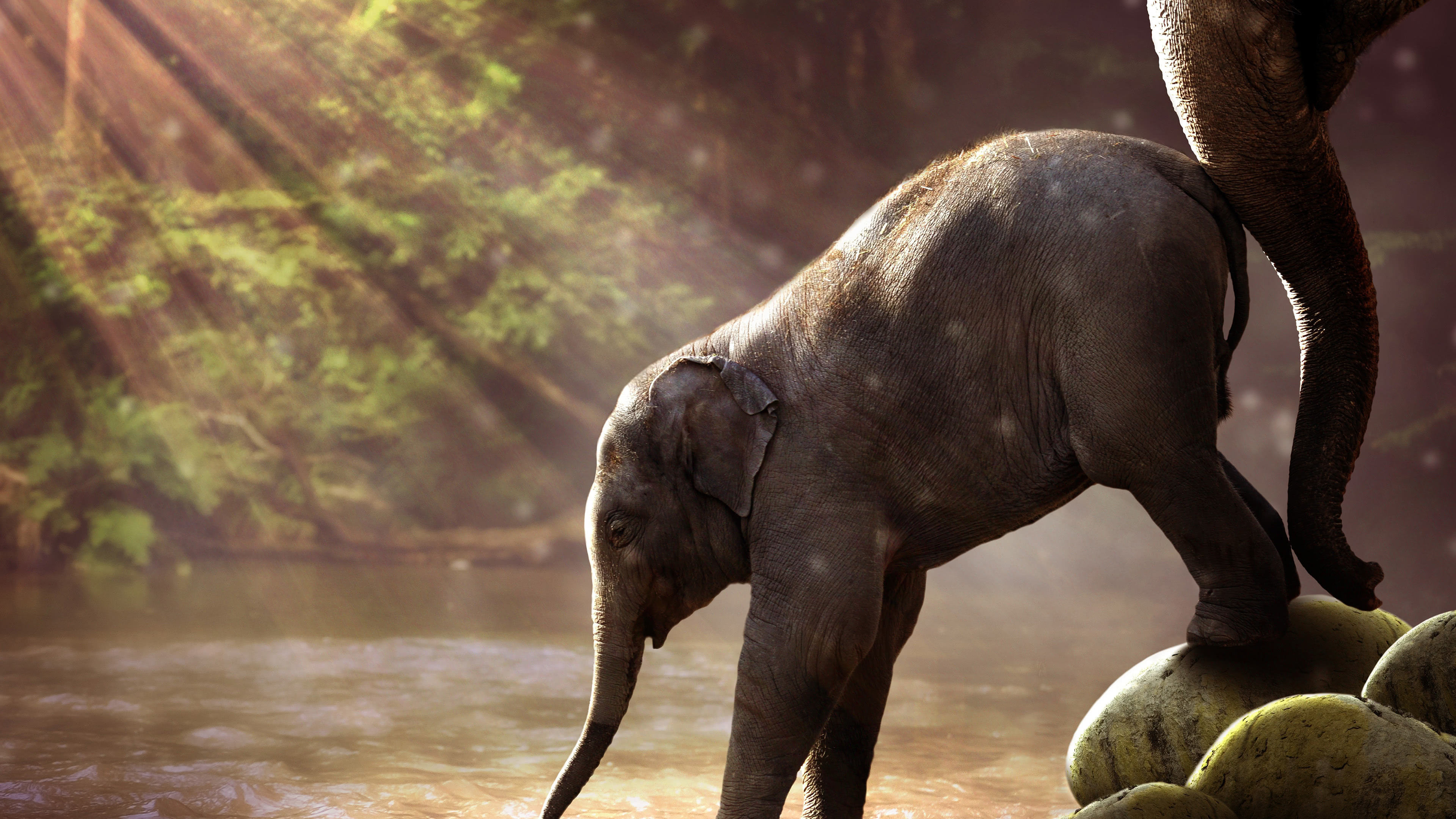 Baby Elephant UHD 4k Wallpaper