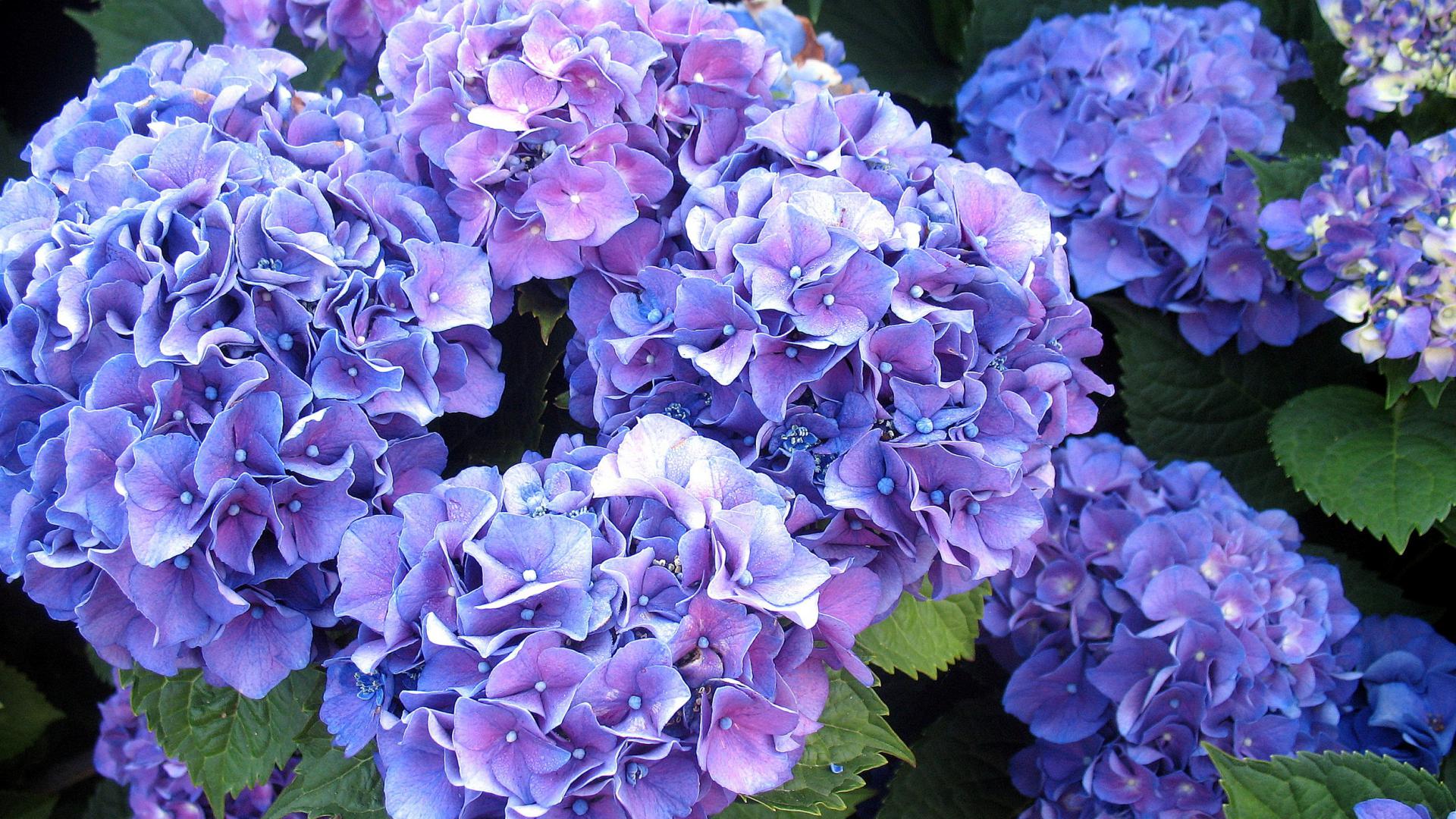 Blue Flower Wallpaper Picture Hydrangea