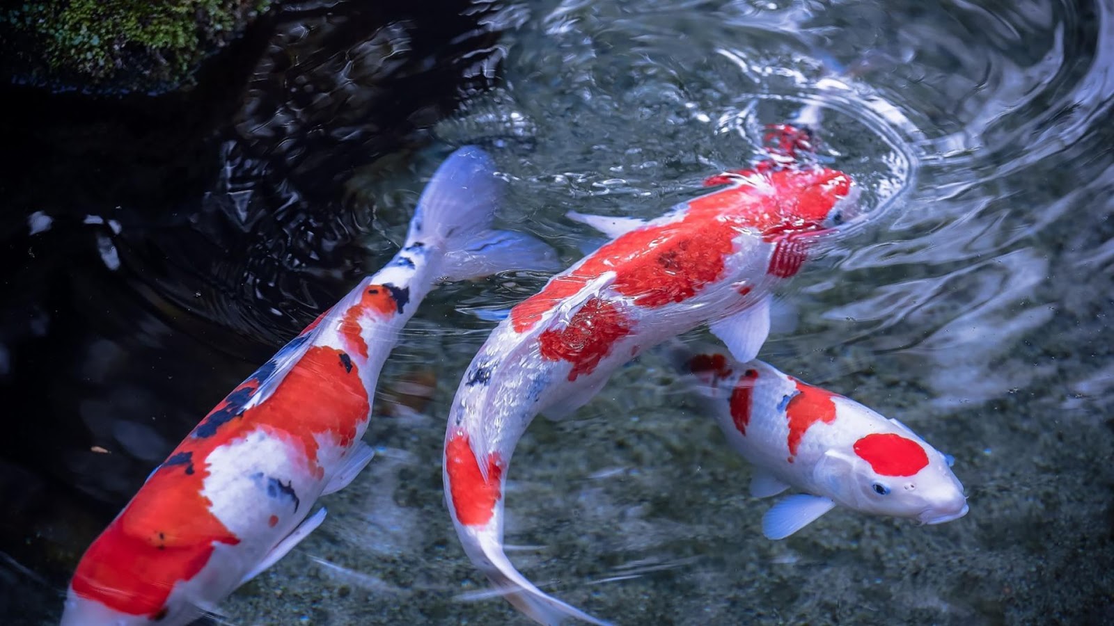 koi fish live wallpaper brings you lovely realistic pictures of fish