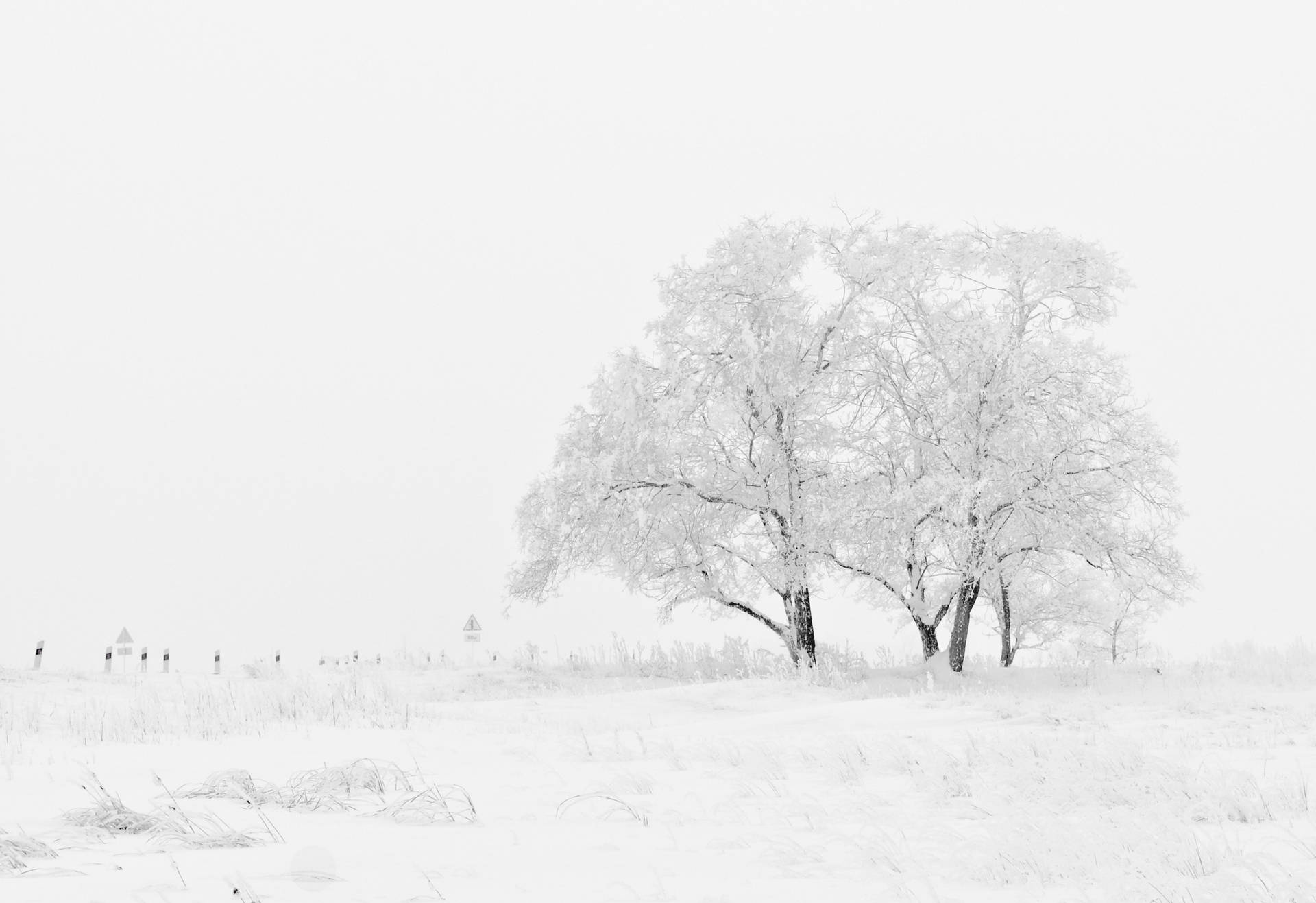 Pure White Wallpaper