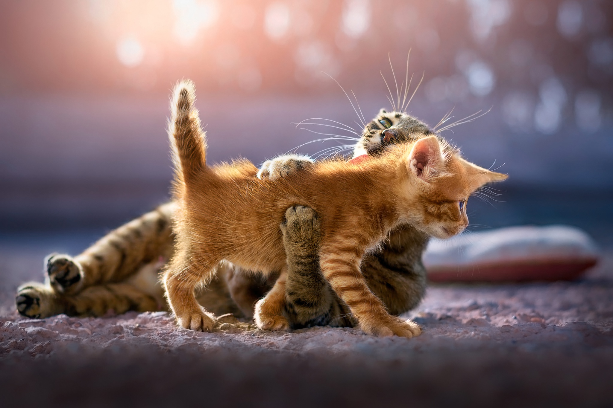 Two adorable kittens playfully wrestle on a sunny patio. One ginger kitten playfully pounces on a tabby kitten, capturing the joy and innocence of feline play