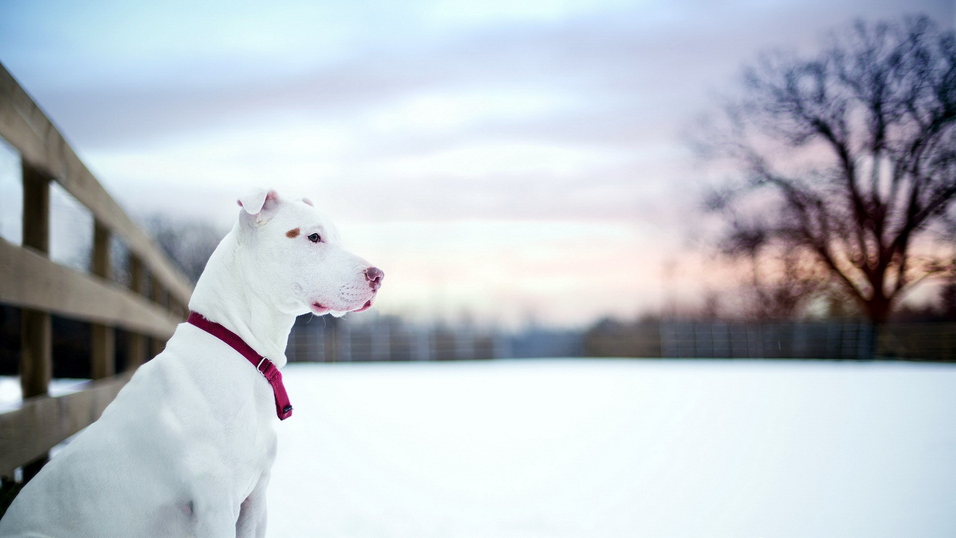 Pitbull Dogs Wallpaper Desktop