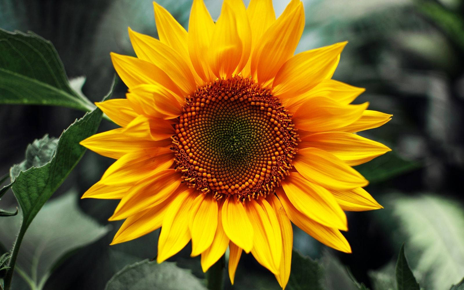 Sunflower And Roses Wallpaper