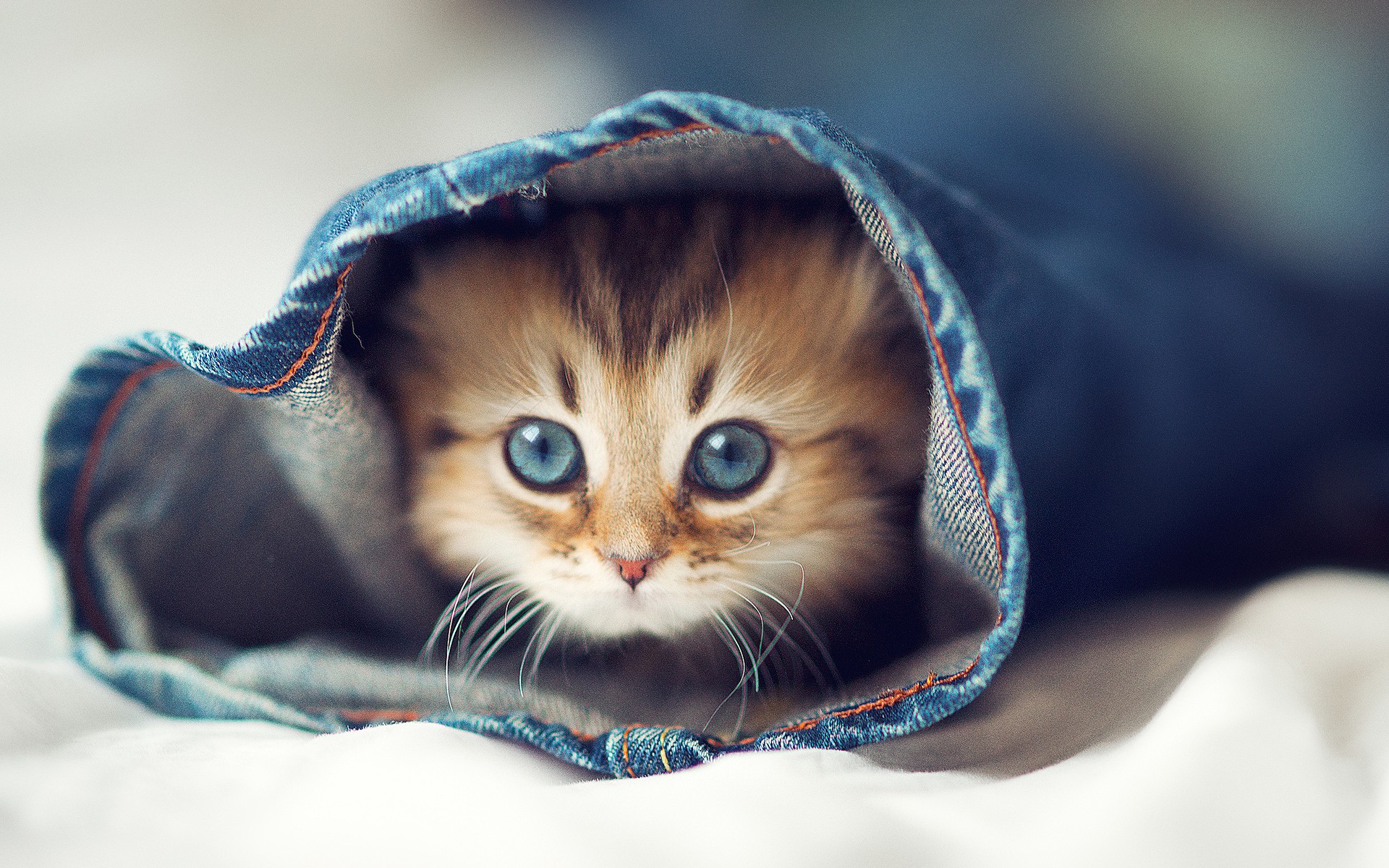 An adorable kitten with striking blue eyes peeks out from inside a denim pocket, creating a heartwarming and cute scene