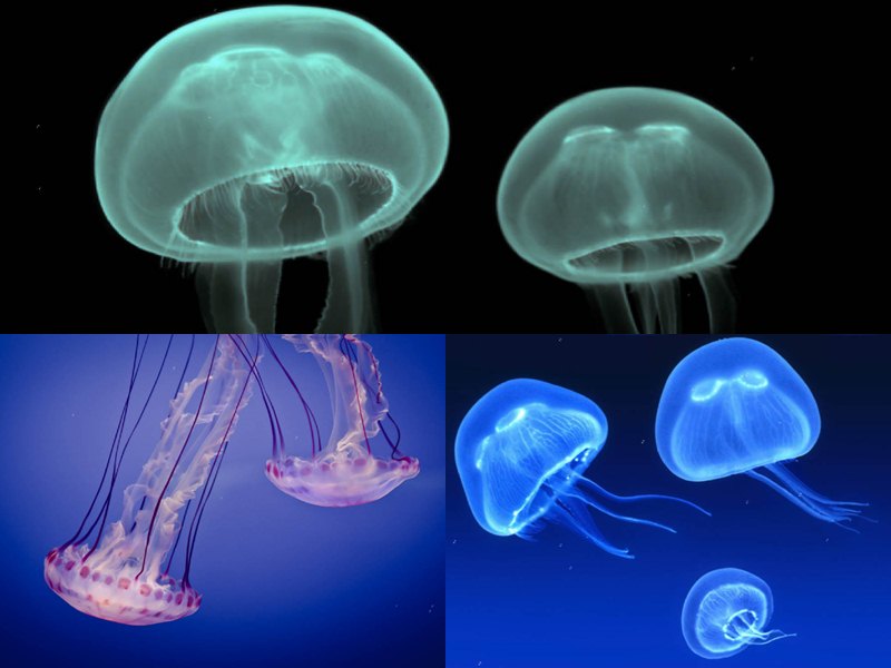 Jellyfish Screensaver Animated Wallpaper Name Description