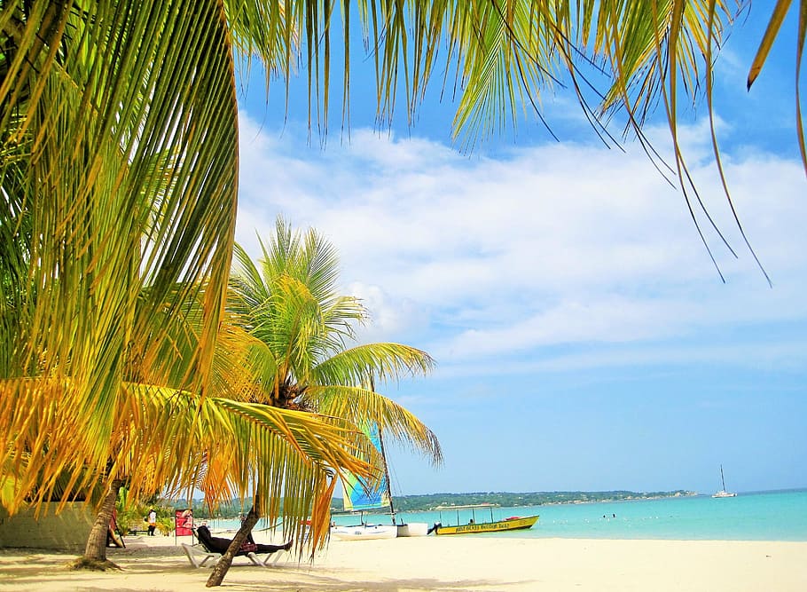 HD Wallpaper Palm Tree On Seashore Gorgeous Jamaica Trees