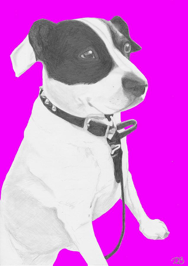 Jack Russell Cross With Pink Background By David Smith