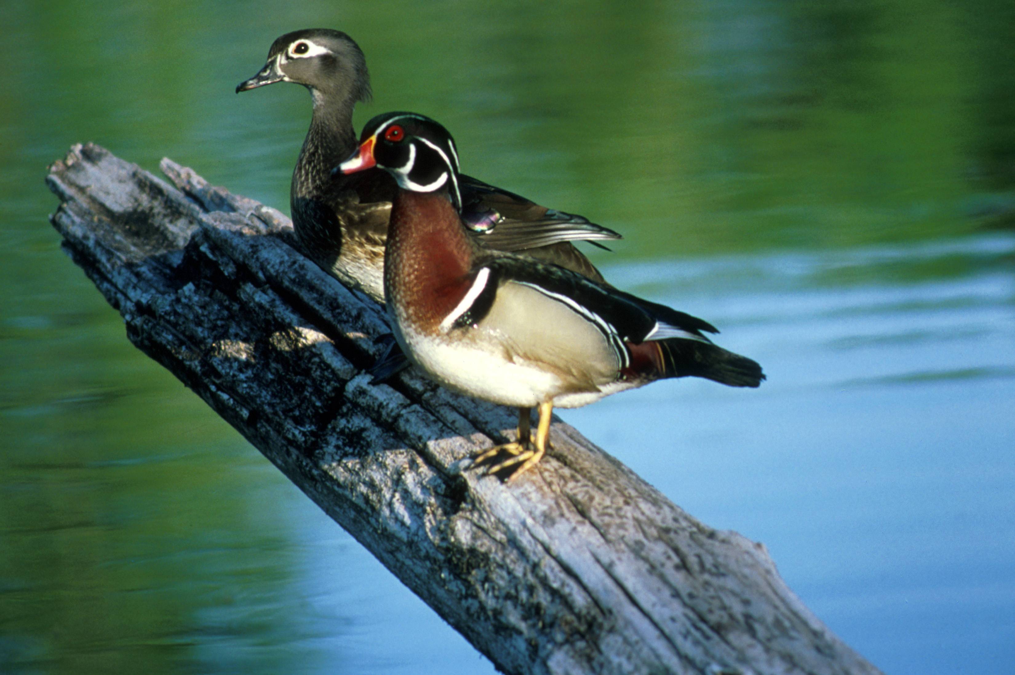 Wood Ducks The Duck Or Carolina Is A Species Of Perching