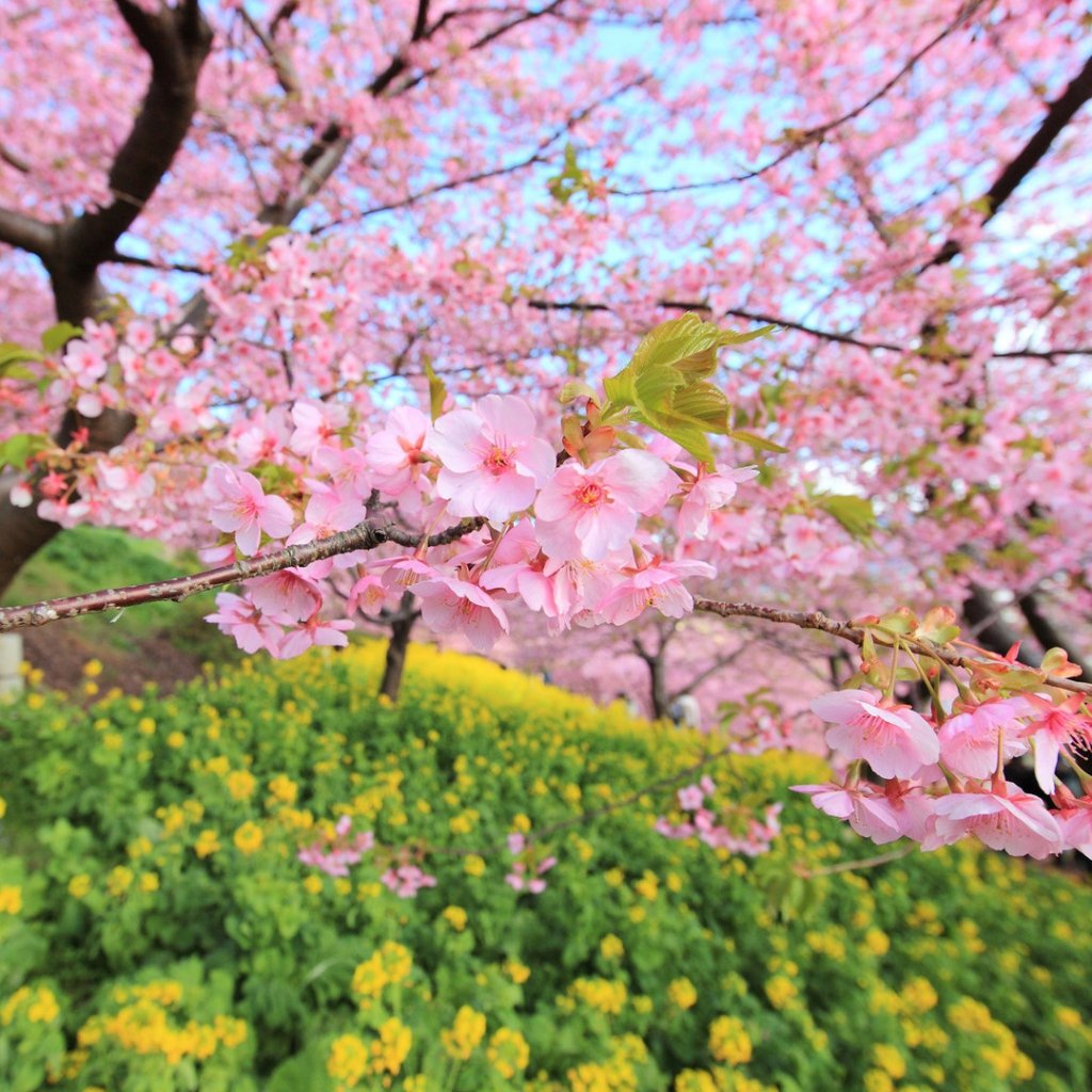 Wallpaper Spring Bloom Tree Flowers Ipad