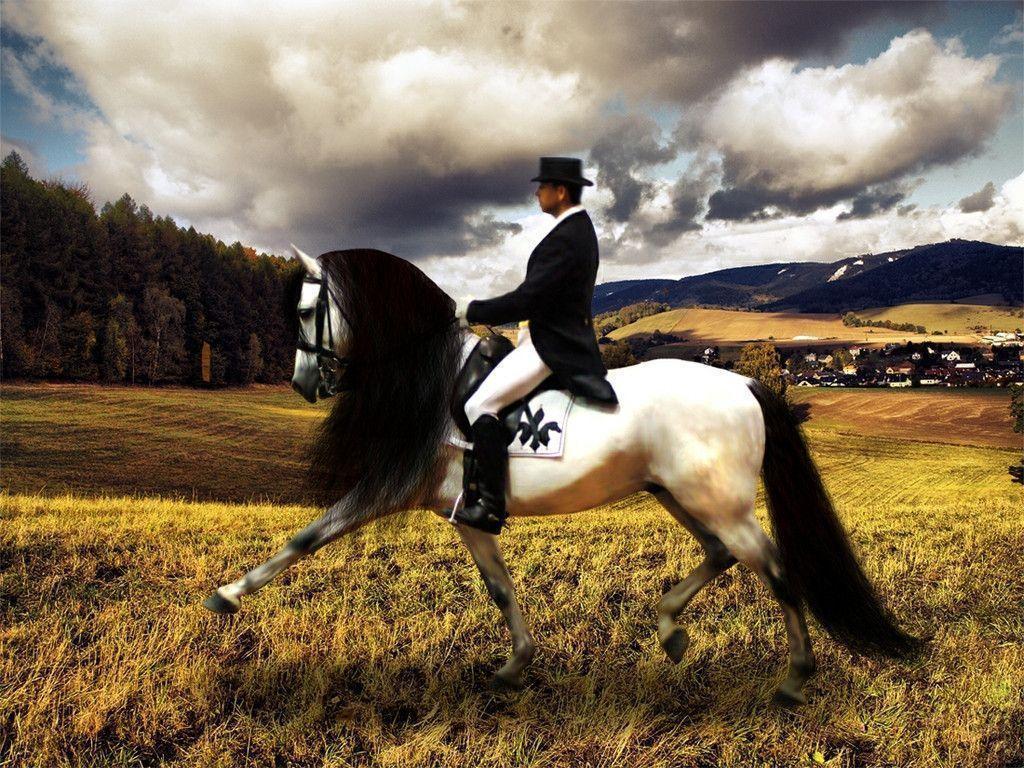 Dressage Wallpaper