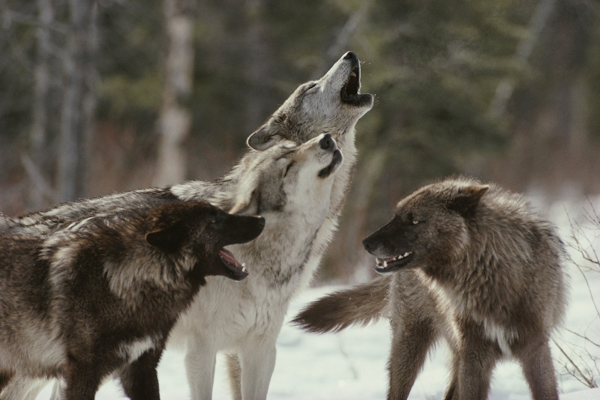 Wallpaper Wolf Flock Snow Winter Howl Desktop
