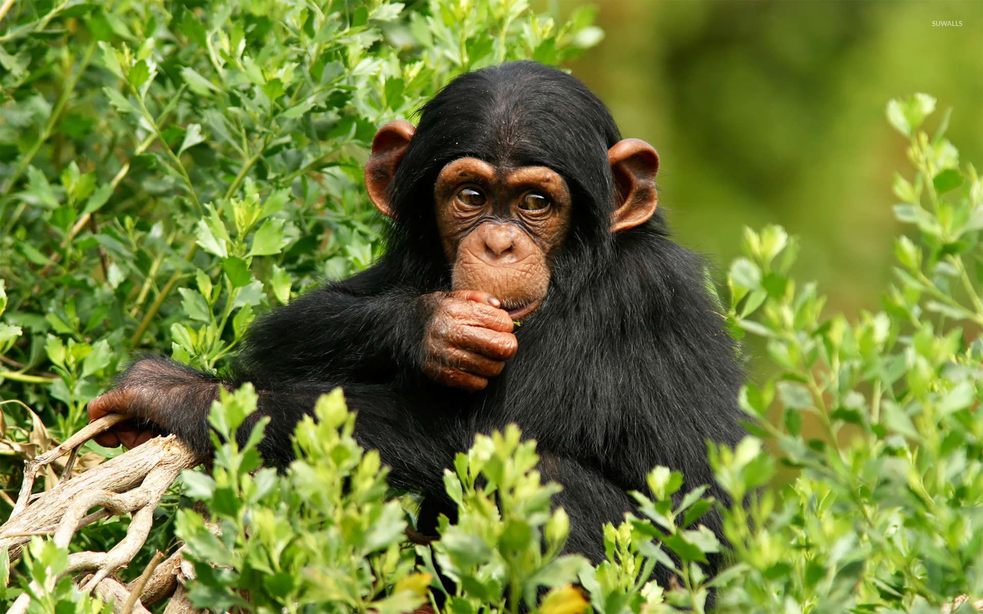 Chimpanzee Wallpaper Animal