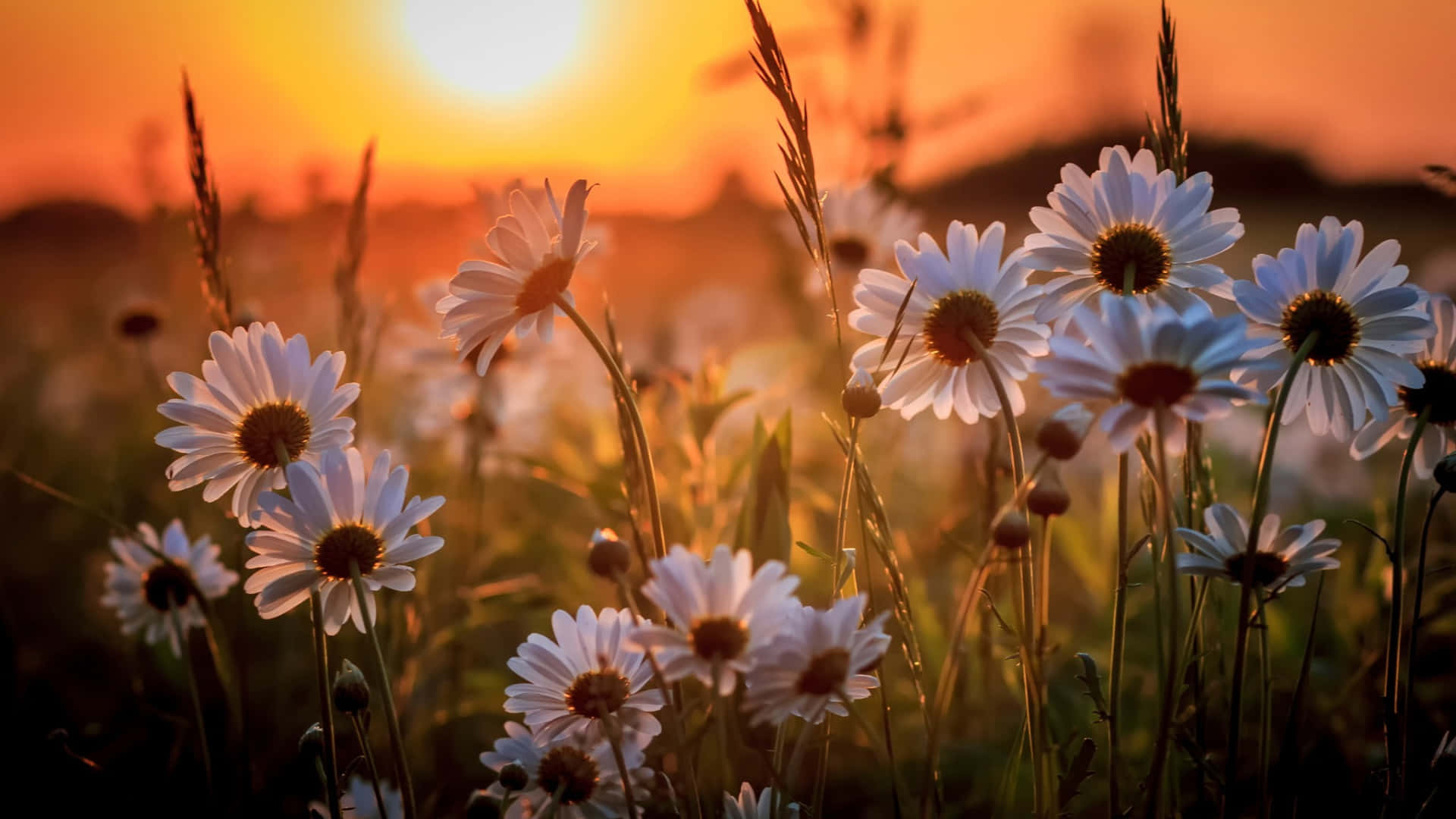 Spring Desktop Wallpaper