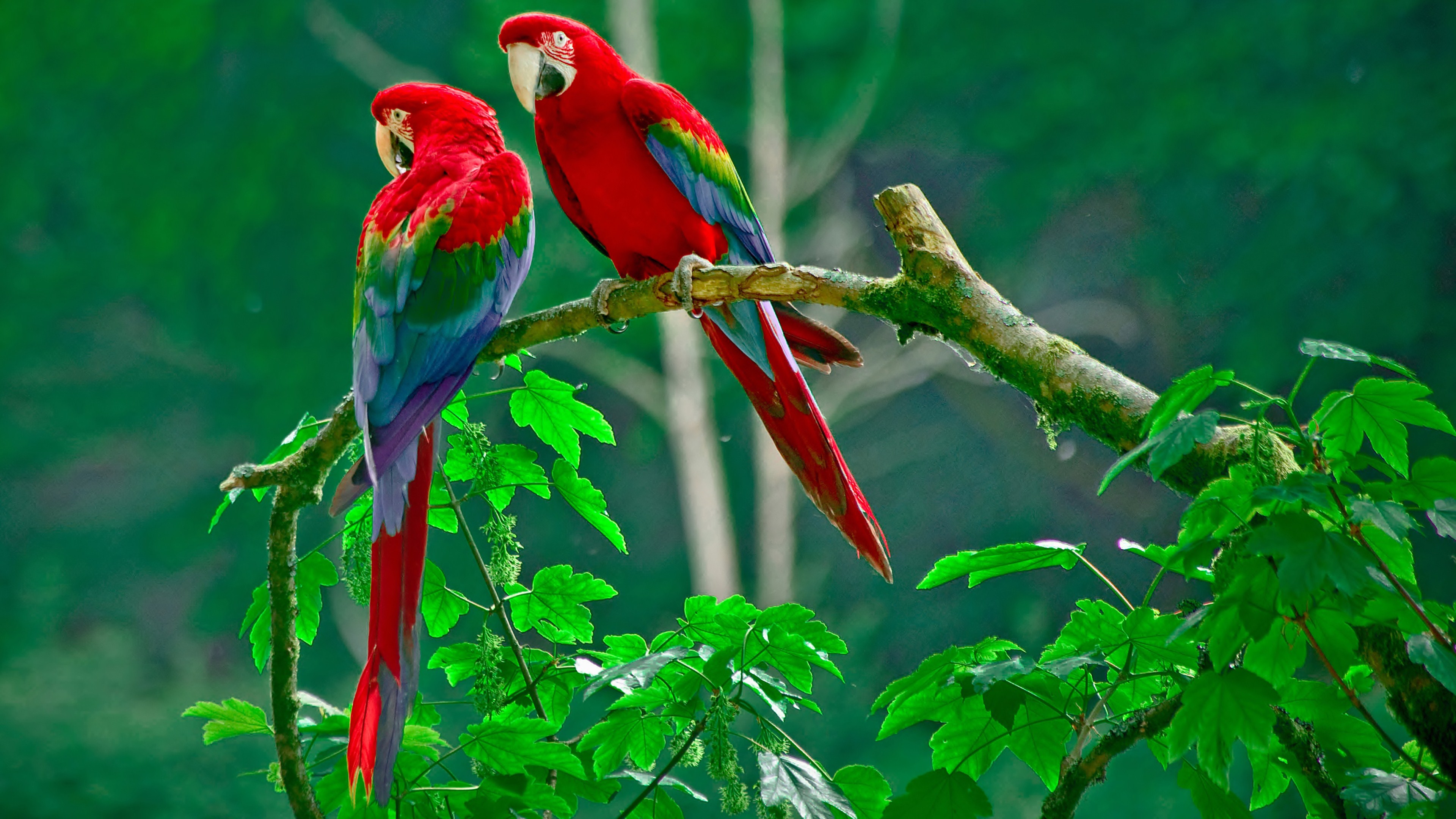 Beautiful Parrots on tree 4K Ultra HD wallpaper 4k