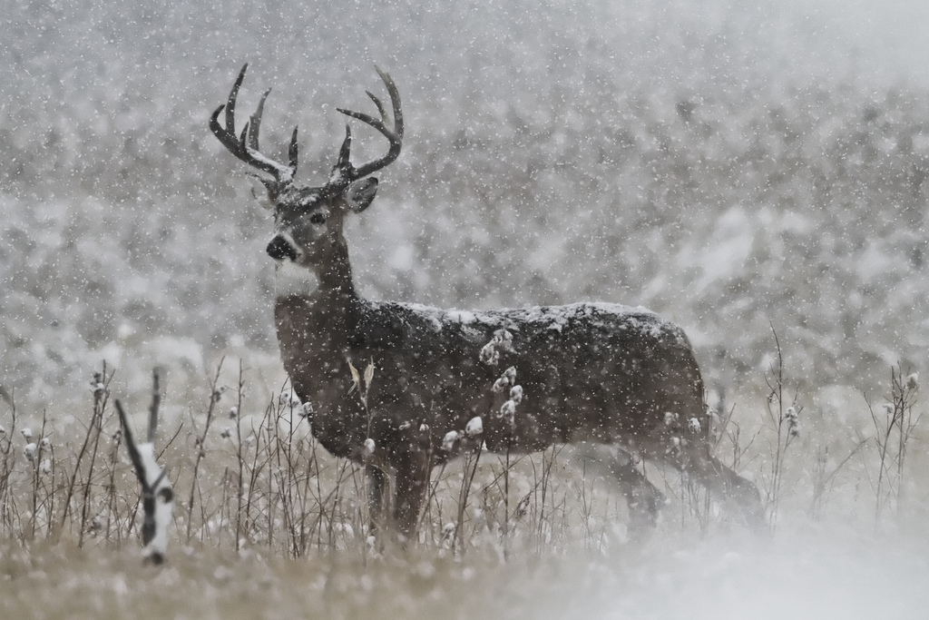 5340780145 537e51cdd2 b 605x403 White Tail Deer Buck in Snow