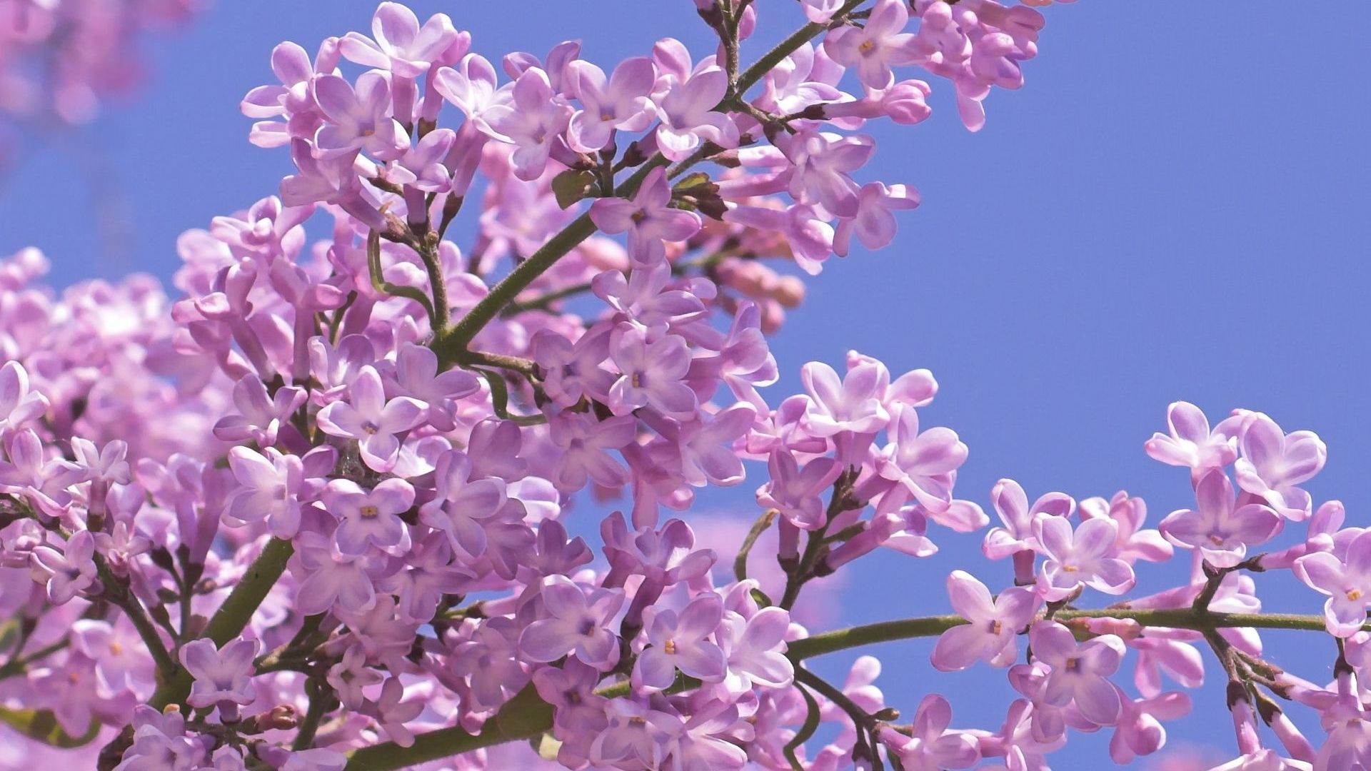 Purple Tree Wallpaper