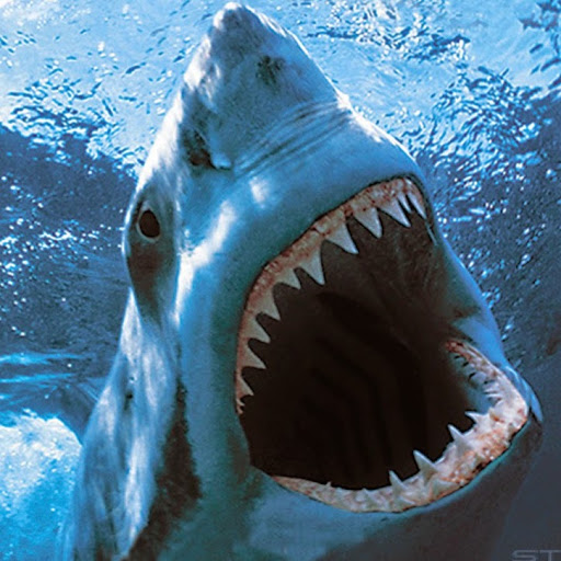 HD Wallpaper Megalodon Shark X Kb Jpeg