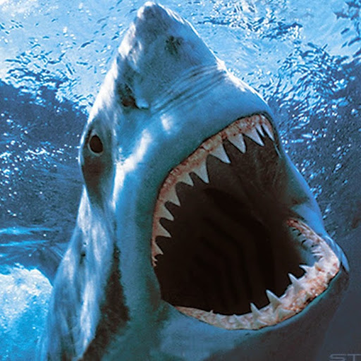 Hd Wallpaper Megalodon Shark X Kb Jpeg