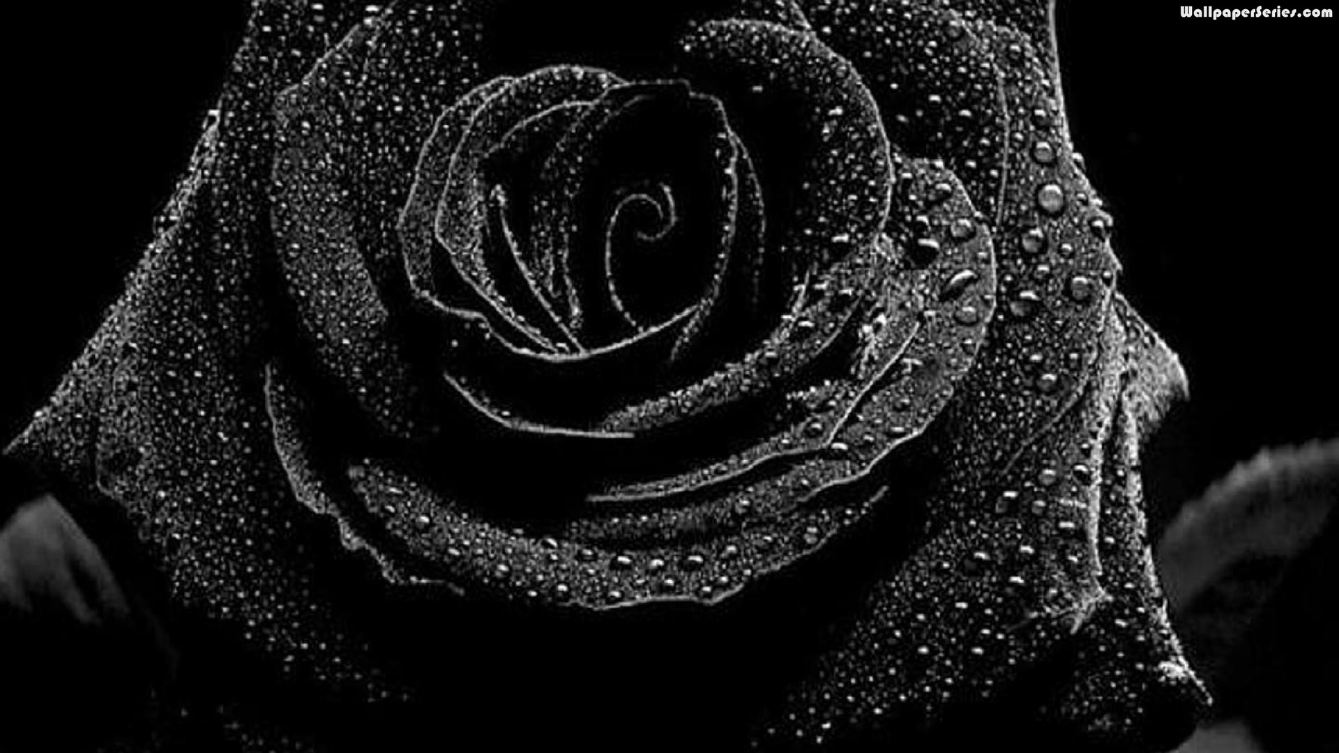 Gallery For Black Rose Wallpaper Top Hq
