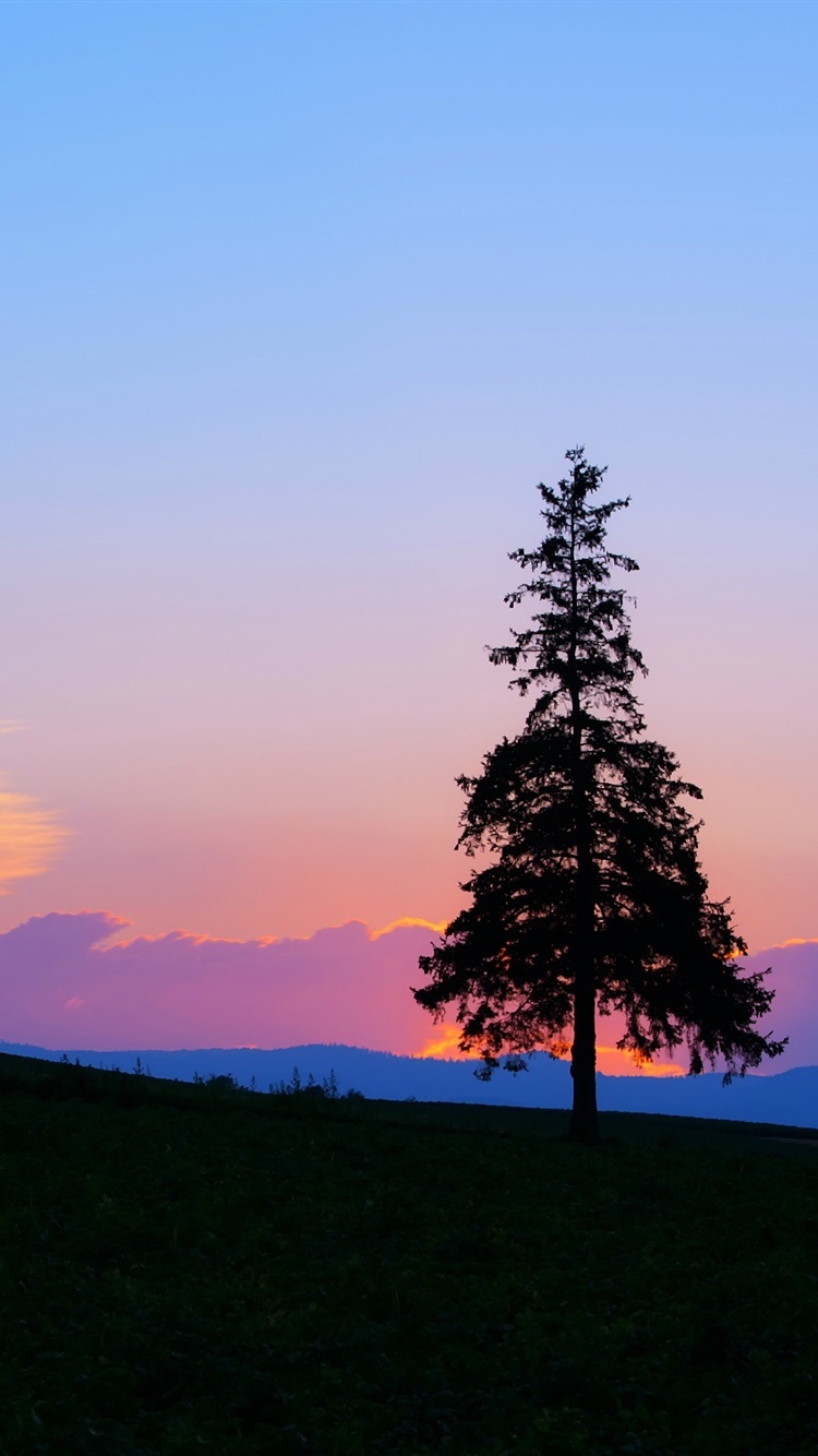 Wallpaper Evening sunset mountain and tree silhouette 2560x1600