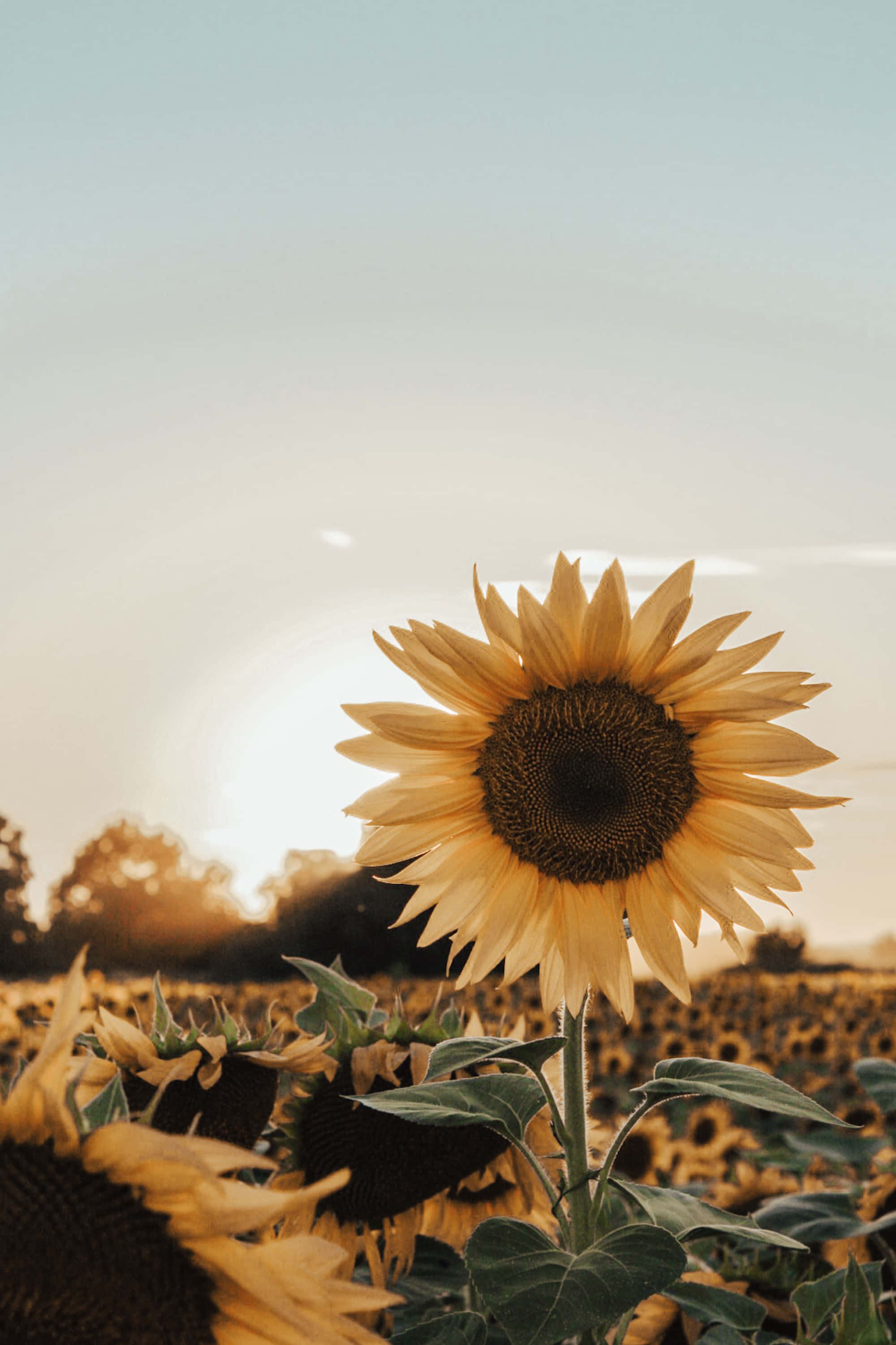 Sunflower Yellow Aesthetic Wallpaper