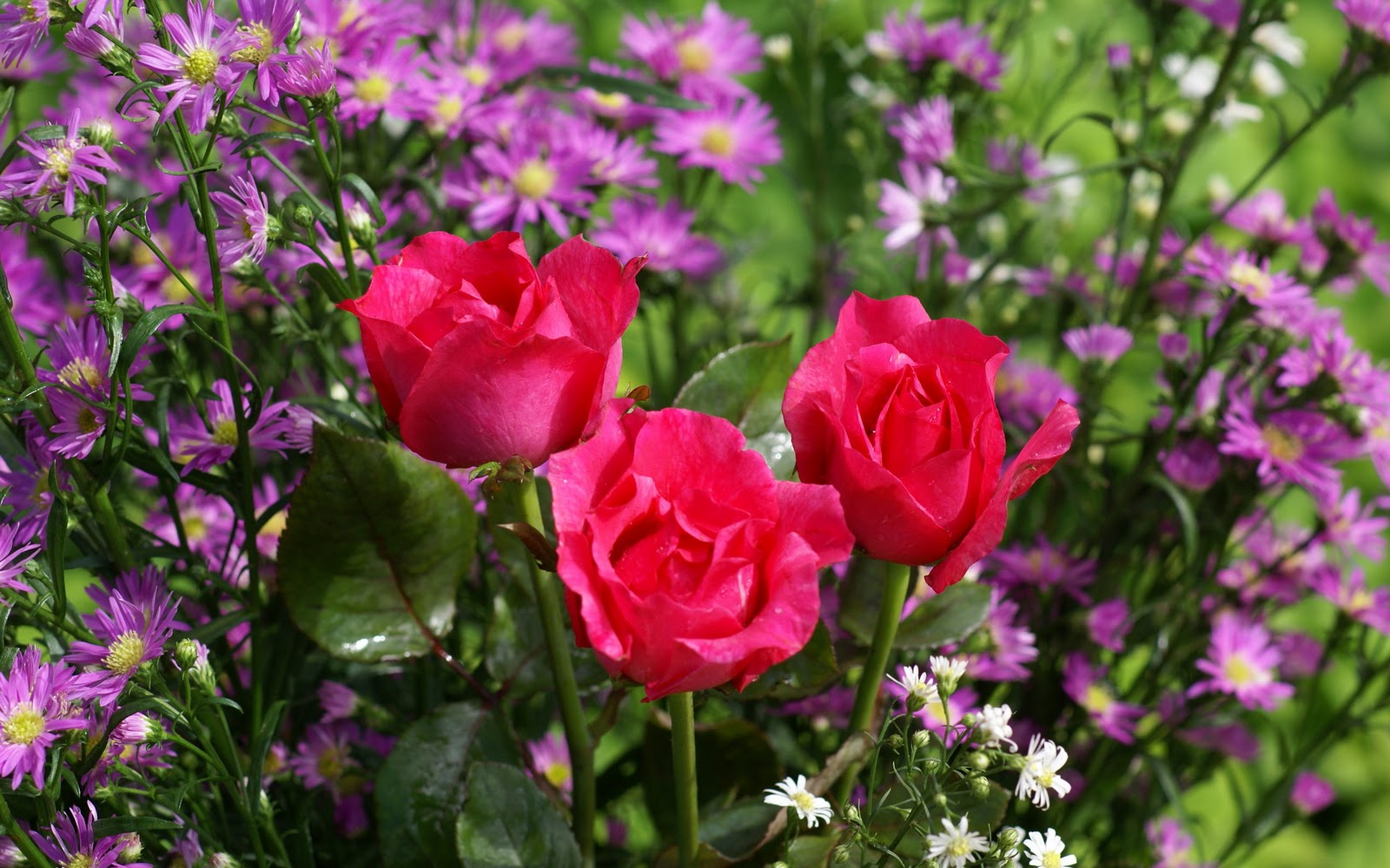 Beautiful Roses Wallpaper Rose