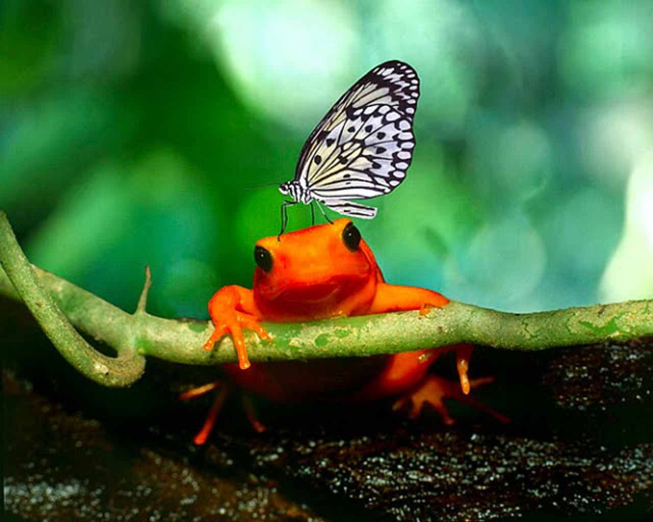 Frog Wallpapers 1280x1024