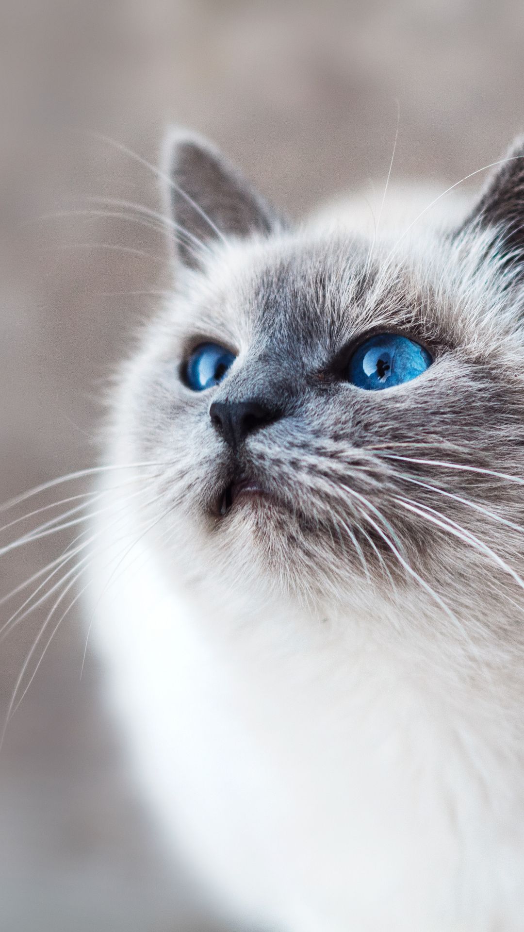 Cute Cat iPhone Wallpaper