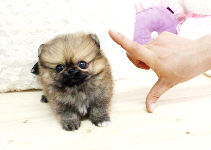 Micro Teacup Pomeranian Pom Puppy For Sale