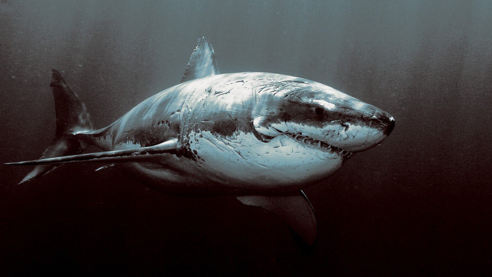 Great White Shark HD Wallpapers HD Wallpapers 360 1600x900