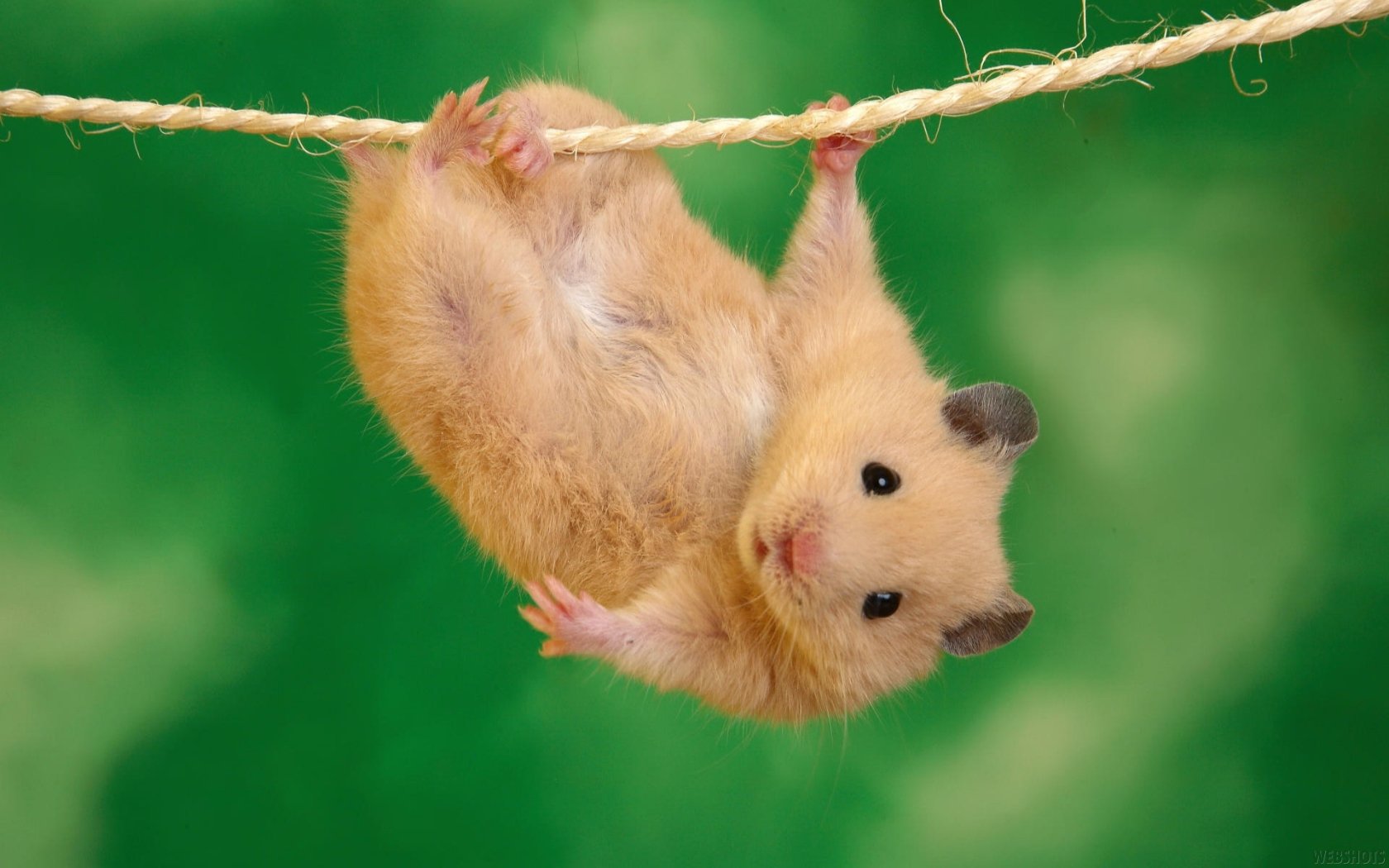Hamster HD Wallpaper