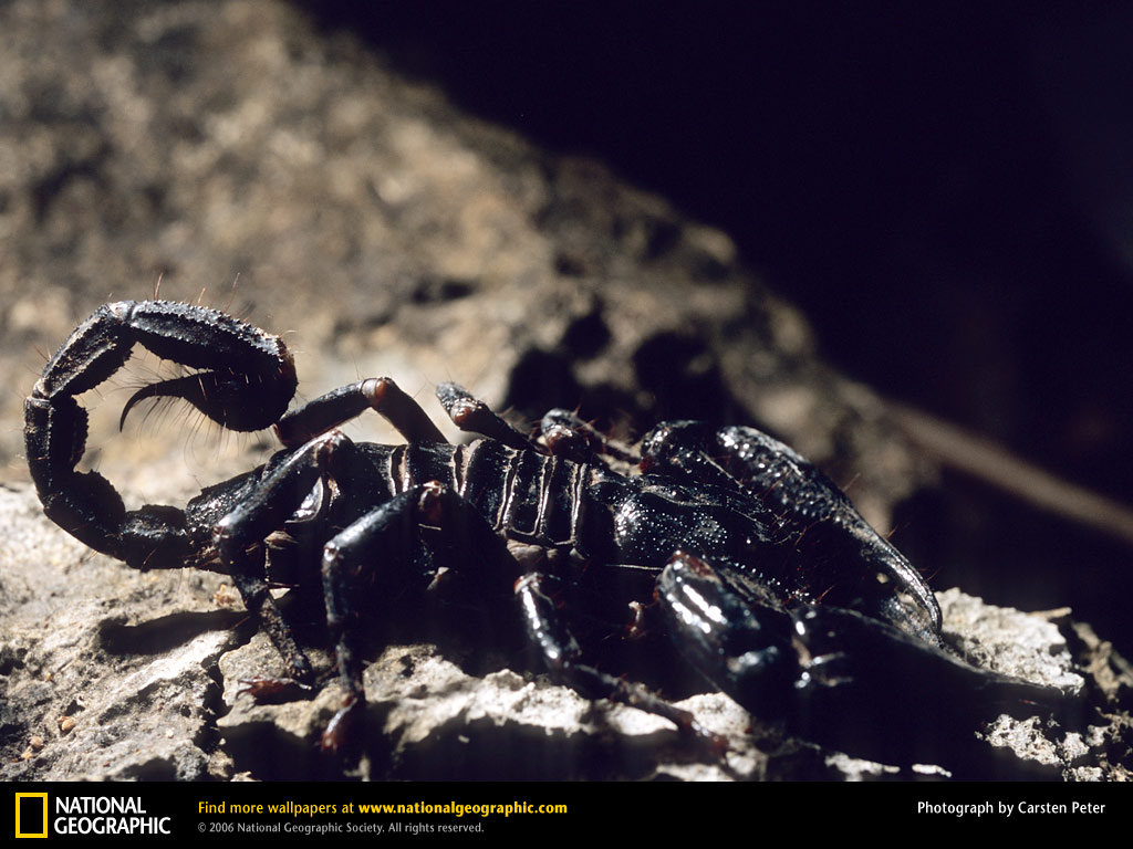 Scorpion Picture Desktop Wallpaper
