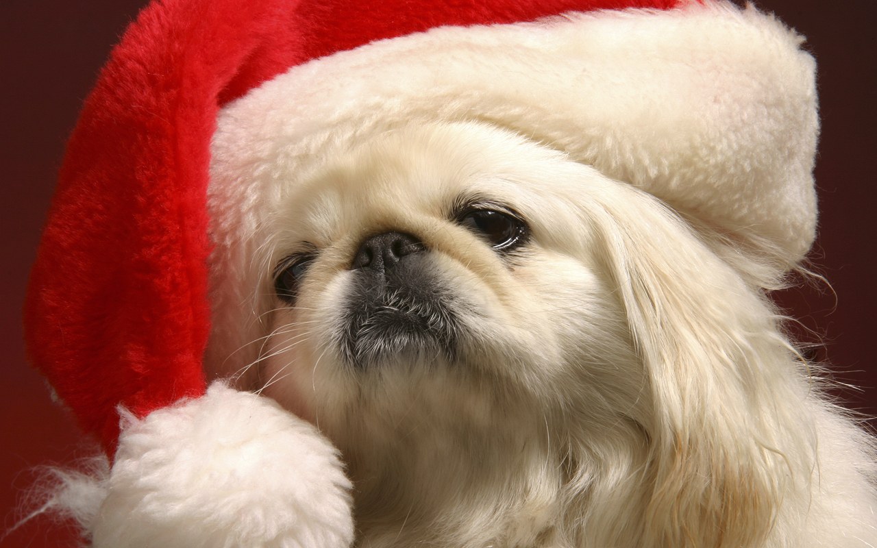 Funny Christmas Dog Photos And Pictures
