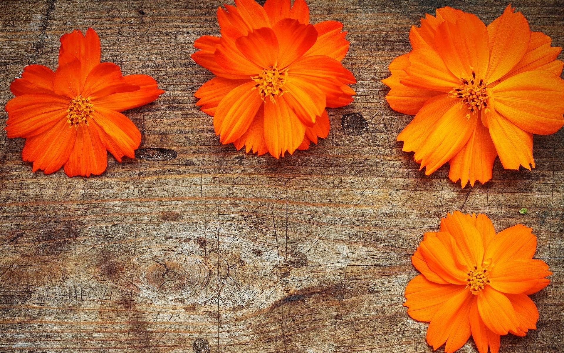 Orange Flowers Wallpaper HD Pictures One