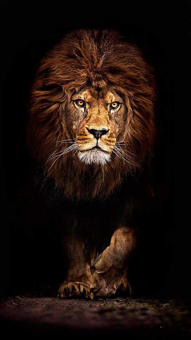 Mufasa Lion HD Wallpaper For Android