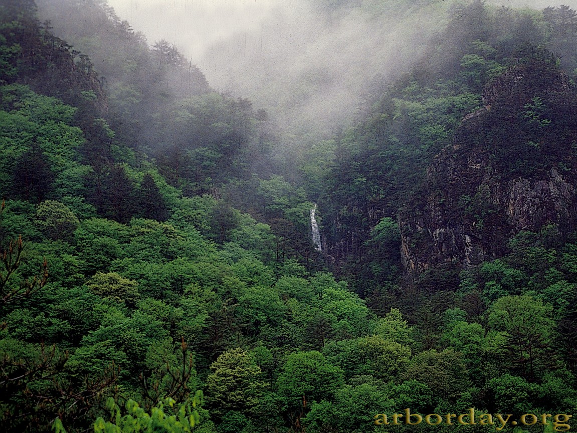 Photograf Rain Forest Wallpaper