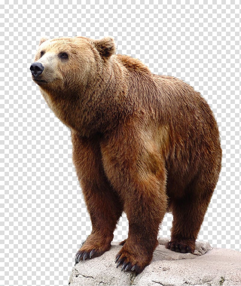 Brown Bear Standing On Gray Stone Grizzly