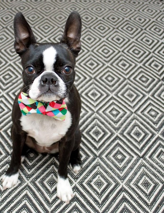 Boston Terrier Wallpaper Applications Android Et Tests Androidpit