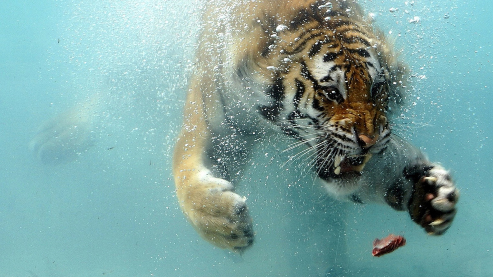 A Bengal Tiger Swimming Underwater Image Abyss