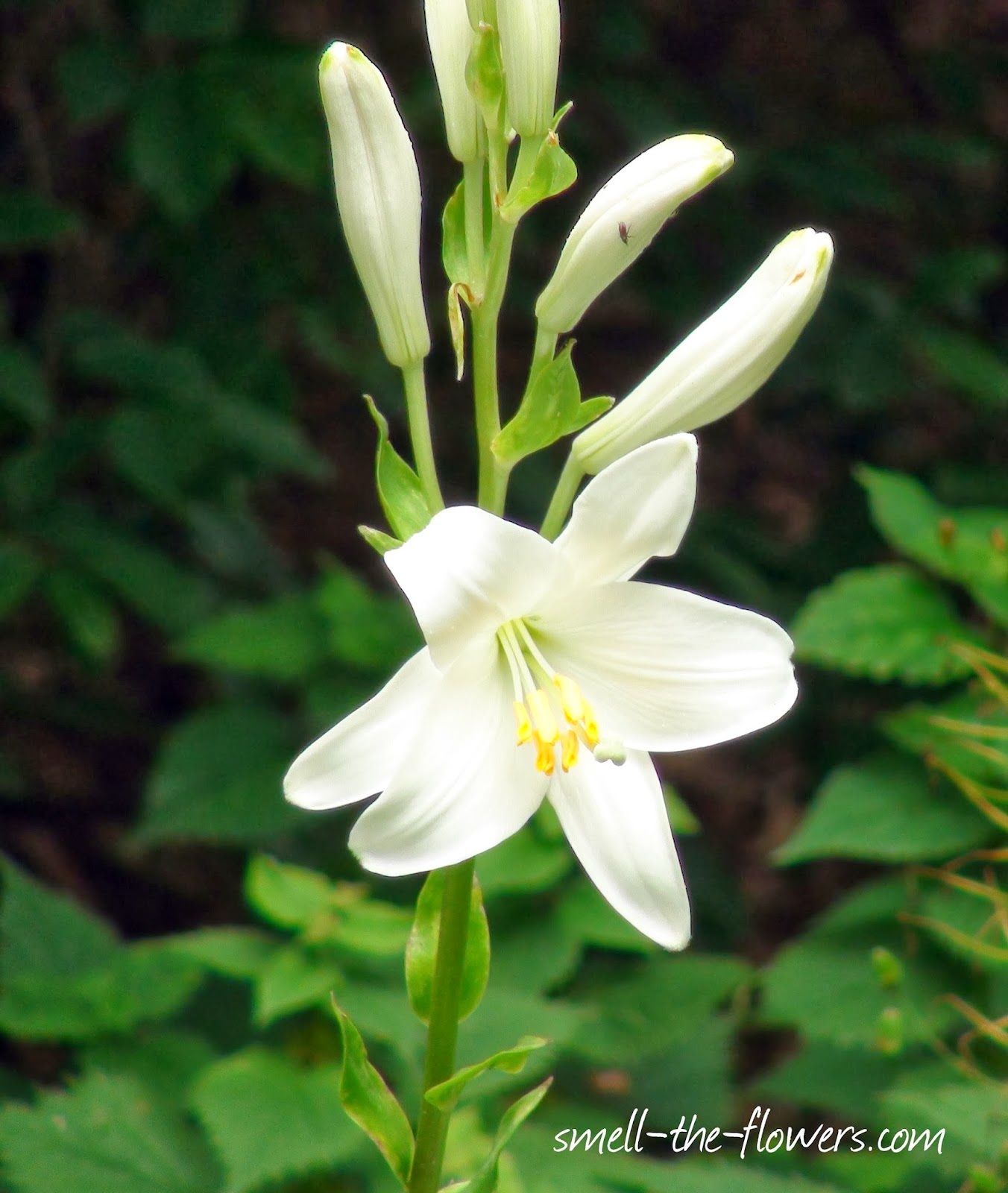 Beautiful Lily Flower