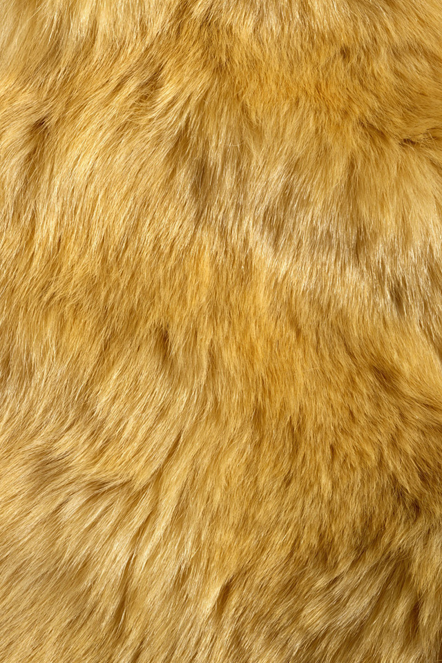 Beautiful Golden Fur Simply iPhone Wallpaper