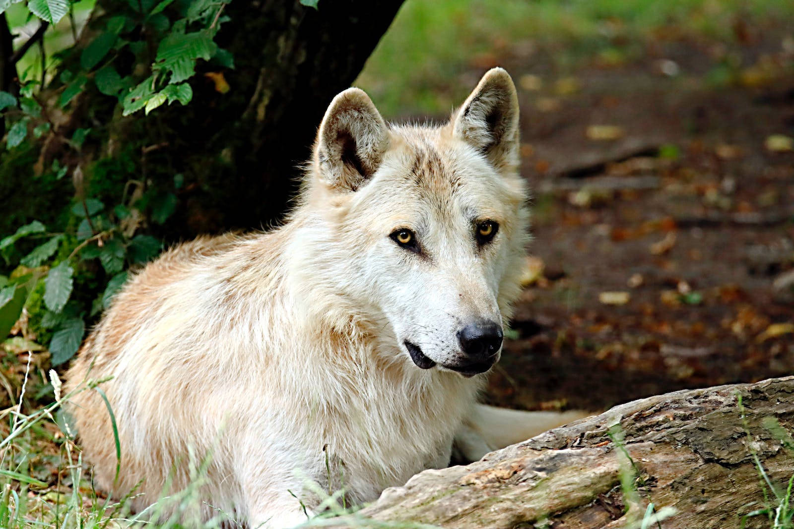 Arctic HD Wolf Wallpaper