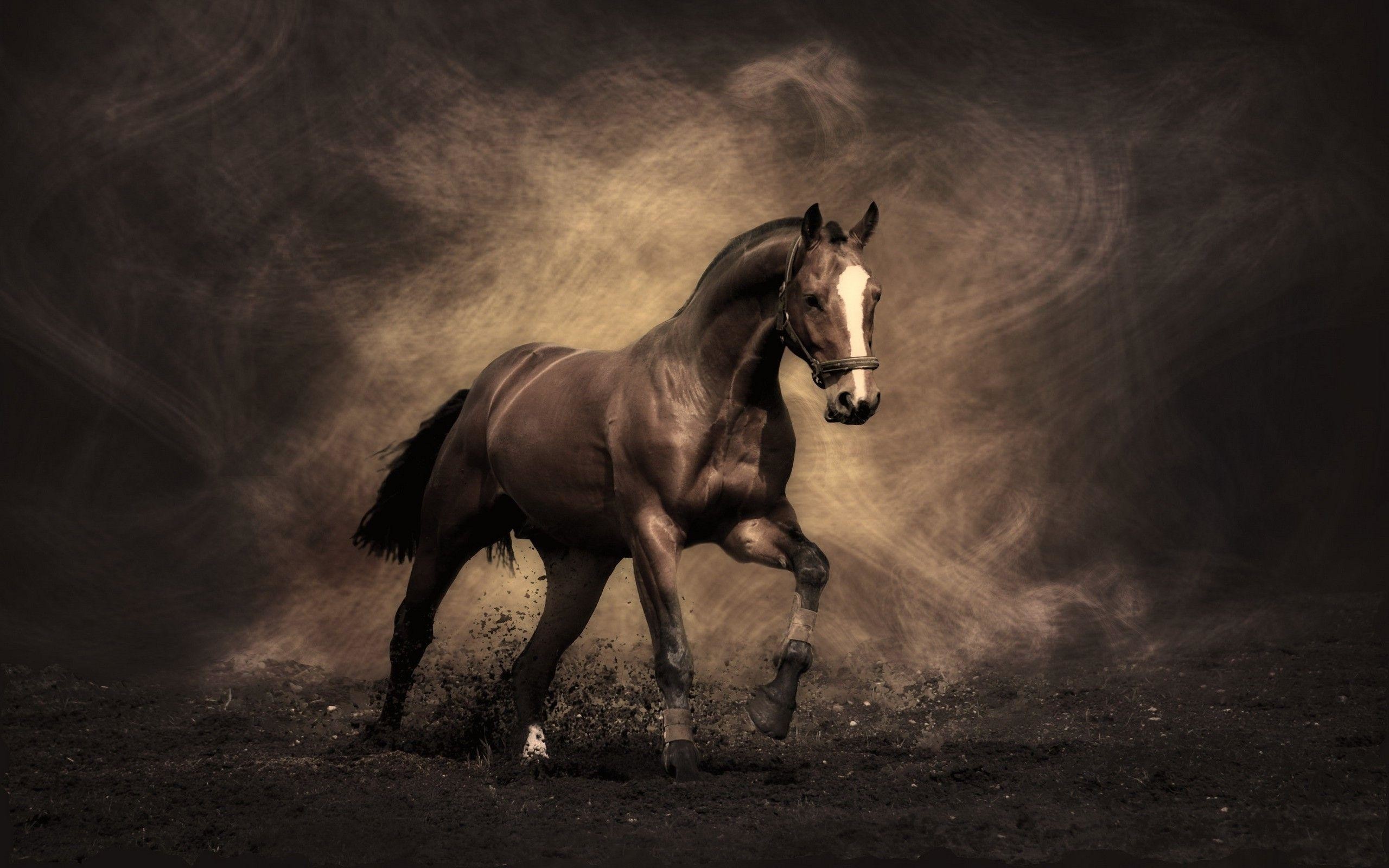 46+] Horseback Wallpaper - WallpaperSafari