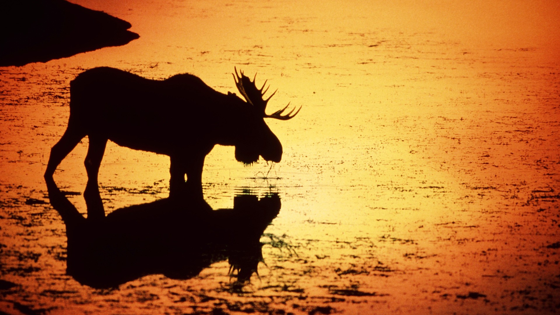 Awesome Moose Wallpaper Px HDwallsource