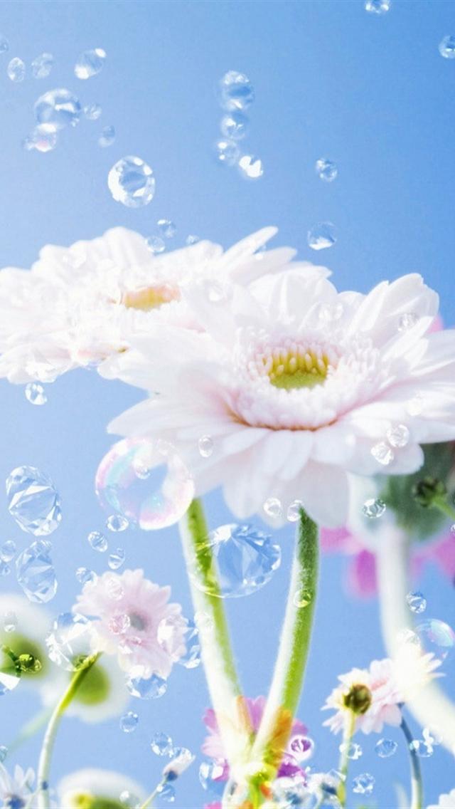 Cute Flower iPhone Wallpaper HD For